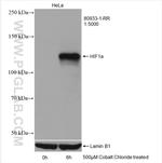 HIF-1 alpha Antibody in Western Blot (WB)