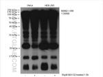 ubiquitin Antibody in Western Blot (WB)