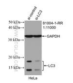 LC3 Antibody in Western Blot (WB)