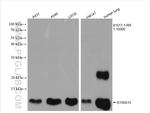 S100A10 Antibody in Western Blot (WB)