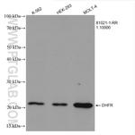 DHFR Antibody in Western Blot (WB)