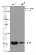 DHFR Antibody in Western Blot (WB)