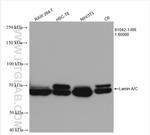 Lamin A/C Antibody in Western Blot (WB)