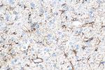 GFAP Antibody in Immunohistochemistry (Paraffin) (IHC (P))