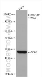 GFAP Antibody in Western Blot (WB)