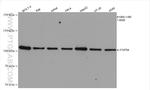 FGFR4 Antibody in Western Blot (WB)