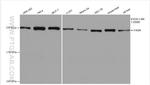 FASN Antibody in Western Blot (WB)