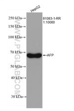 AFP Antibody in Western Blot (WB)