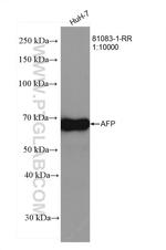 AFP Antibody in Western Blot (WB)