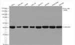 Beta Actin Antibody in Western Blot (WB)
