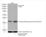 Phospho-S6 Ribosomal protein (Ser240, Ser244) Antibody in Western Blot (WB)