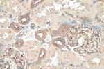 MYH9 Antibody in Immunohistochemistry (Paraffin) (IHC (P))