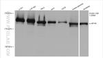MYH9 Antibody in Western Blot (WB)