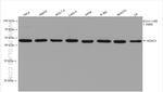 HDAC3 Antibody in Western Blot (WB)