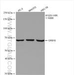 GRB10 Antibody in Western Blot (WB)