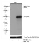 GADD34 Antibody in Western Blot (WB)