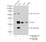 HO-1 Antibody in Immunoprecipitation (IP)