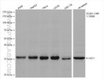HO-1 Antibody in Western Blot (WB)