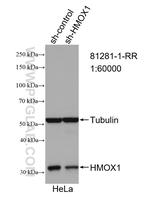 HO-1 Antibody in Western Blot (WB)