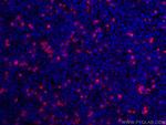 HA Tag Antibody in Immunocytochemistry (ICC/IF)