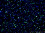 HA Tag Antibody in Immunocytochemistry (ICC/IF)