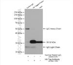 HA Tag Antibody in Immunoprecipitation (IP)