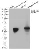 HA Tag Antibody in Western Blot (WB)