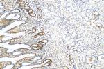 PCNA Antibody in Immunohistochemistry (Paraffin) (IHC (P))