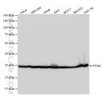 PCNA Antibody in Western Blot (WB)