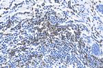 CD3 Antibody in Immunohistochemistry (Paraffin) (IHC (P))