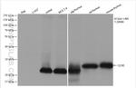 CD3 Antibody in Western Blot (WB)