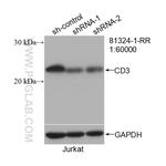 CD3 Antibody in Western Blot (WB)