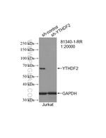 YTHDF2 Antibody in Western Blot (WB)