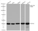 TDP-43 Antibody in Western Blot (WB)