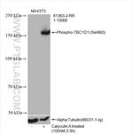 Phospho-TBC1D1 (Ser660) Antibody in Western Blot (WB)