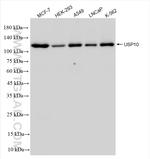 USP10 Antibody in Western Blot (WB)