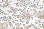PPAR Gamma Antibody in Immunohistochemistry (Paraffin) (IHC (P))