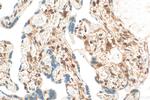 PPAR Gamma Antibody in Immunohistochemistry (Paraffin) (IHC (P))
