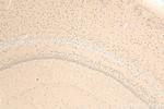 PPAR Gamma Antibody in Immunohistochemistry (Paraffin) (IHC (P))