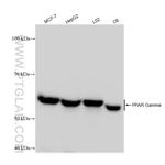 PPAR Gamma Antibody in Western Blot (WB)