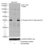 Phospho-PDH E1 Alpha (Ser232) Antibody in Western Blot (WB)