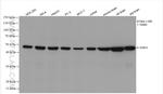 ENO1/2/3 Antibody in Western Blot (WB)