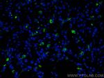 CD206 Antibody in Immunohistochemistry (PFA fixed) (IHC (PFA))