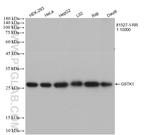 GSTK1 Antibody in Western Blot (WB)