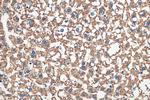 VDAC1/Porin Antibody in Immunohistochemistry (Paraffin) (IHC (P))