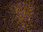 VDAC1/Porin Antibody in Immunohistochemistry (PFA fixed) (IHC (PFA))