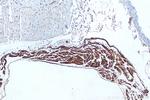 MYL7 Antibody in Immunohistochemistry (Paraffin) (IHC (P))