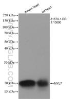MYL7 Antibody in Western Blot (WB)