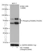 Phospho-p70 (S6K) (Thr229) Antibody in Western Blot (WB)