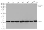 ECHS1 Antibody in Western Blot (WB)